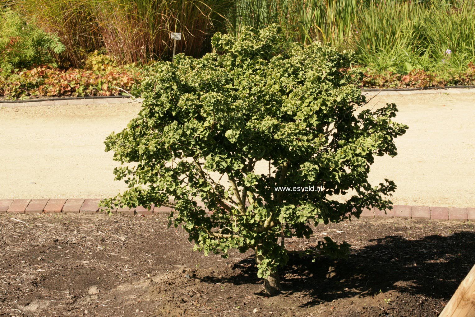 Ginkgo biloba 'Mariken'