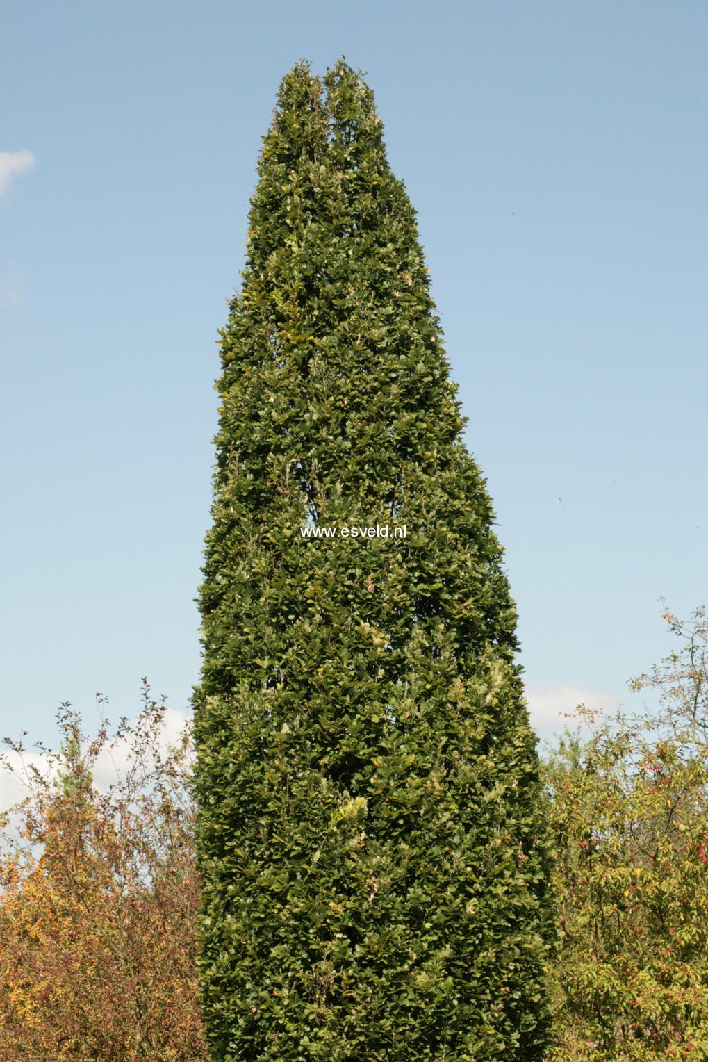 Quercus robur 'Fastigiata' (SKYROCKET)