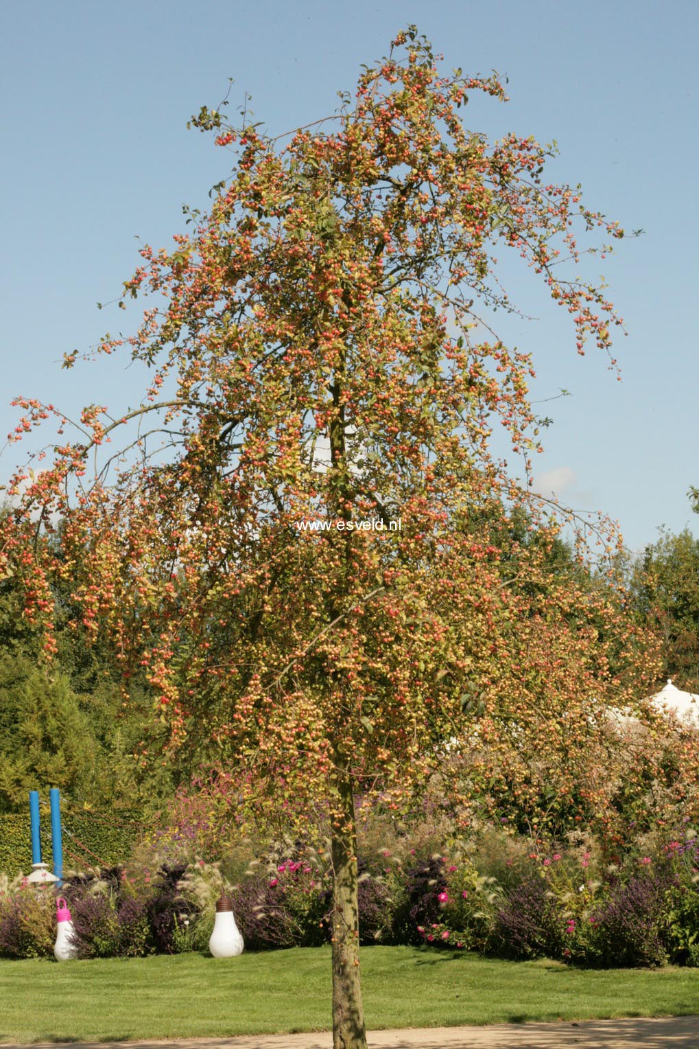 Malus 'Red Sentinel'