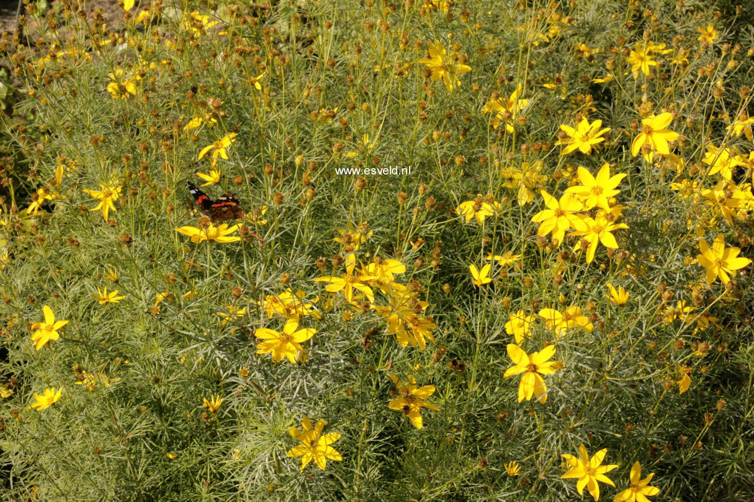 Coreopsis verticillata 'Zagreb'