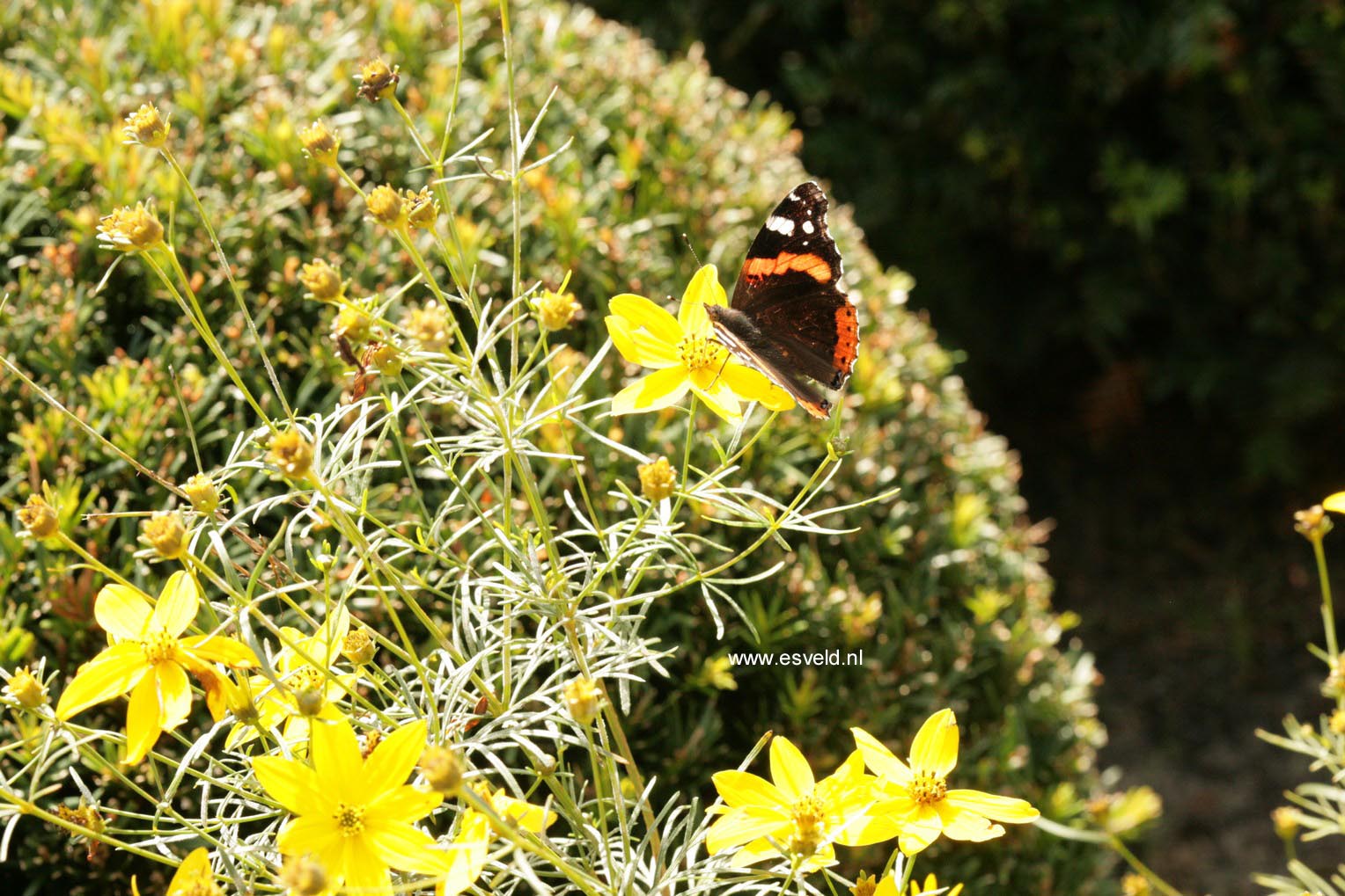 Coreopsis verticillata 'Zagreb'