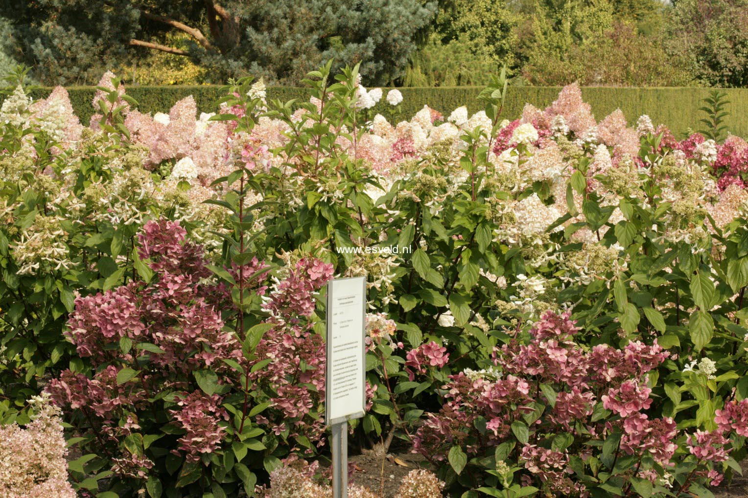 Hydrangea paniculata