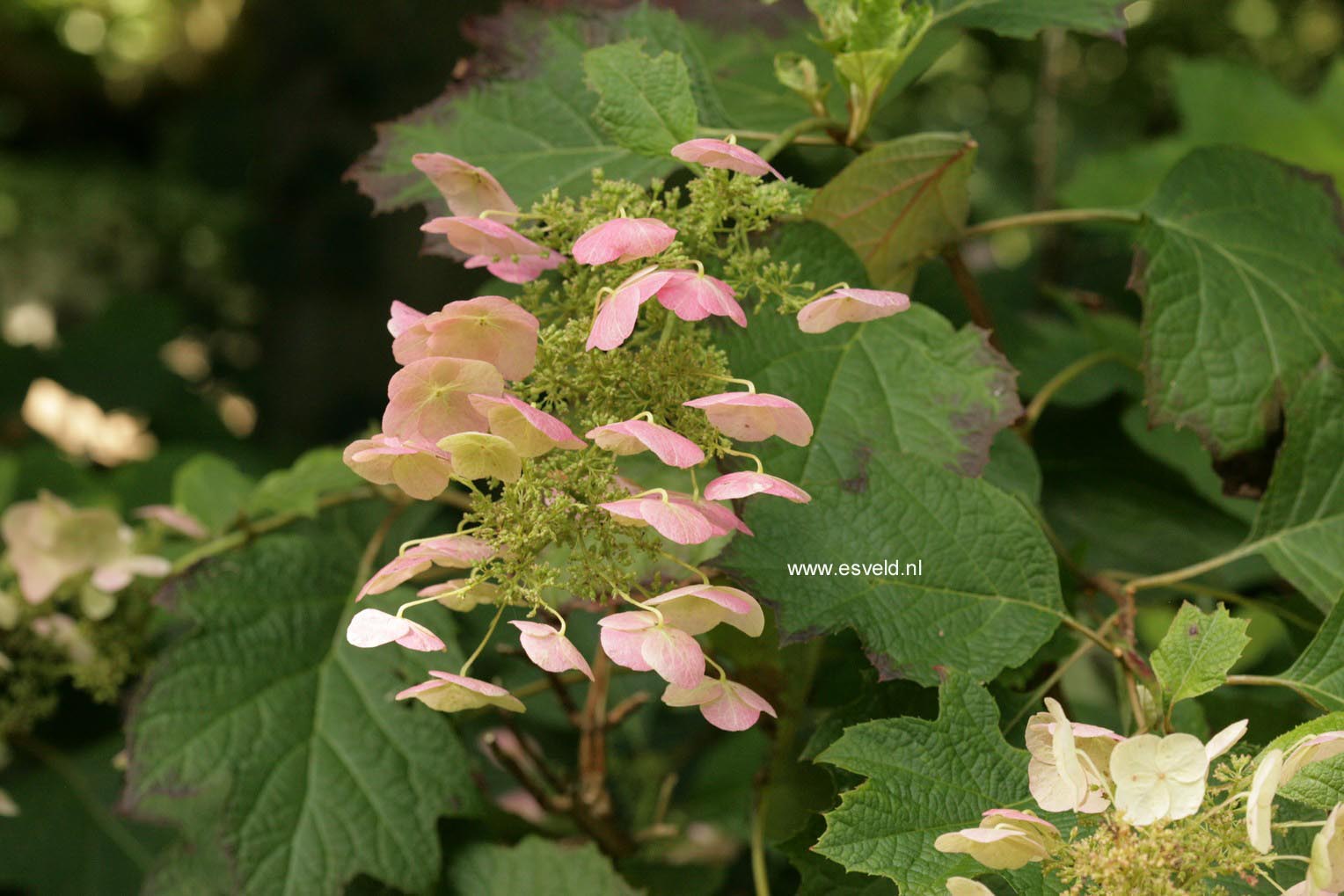 Hydrangea quercifolia