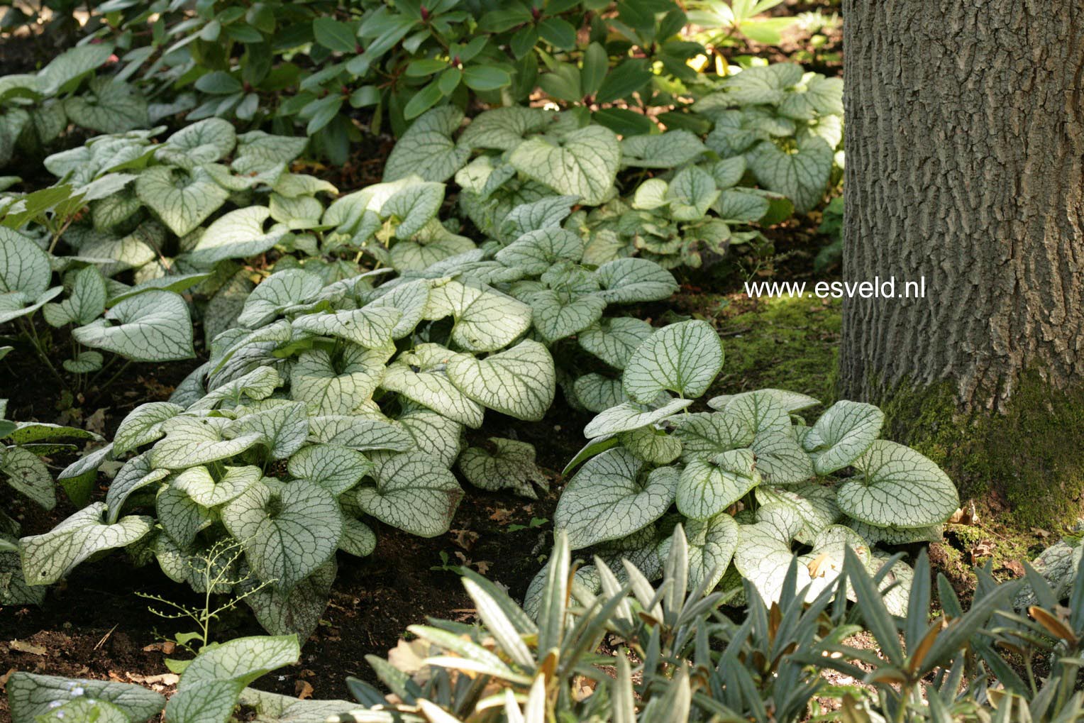 Brunnera macrophylla 'Jack Frost'