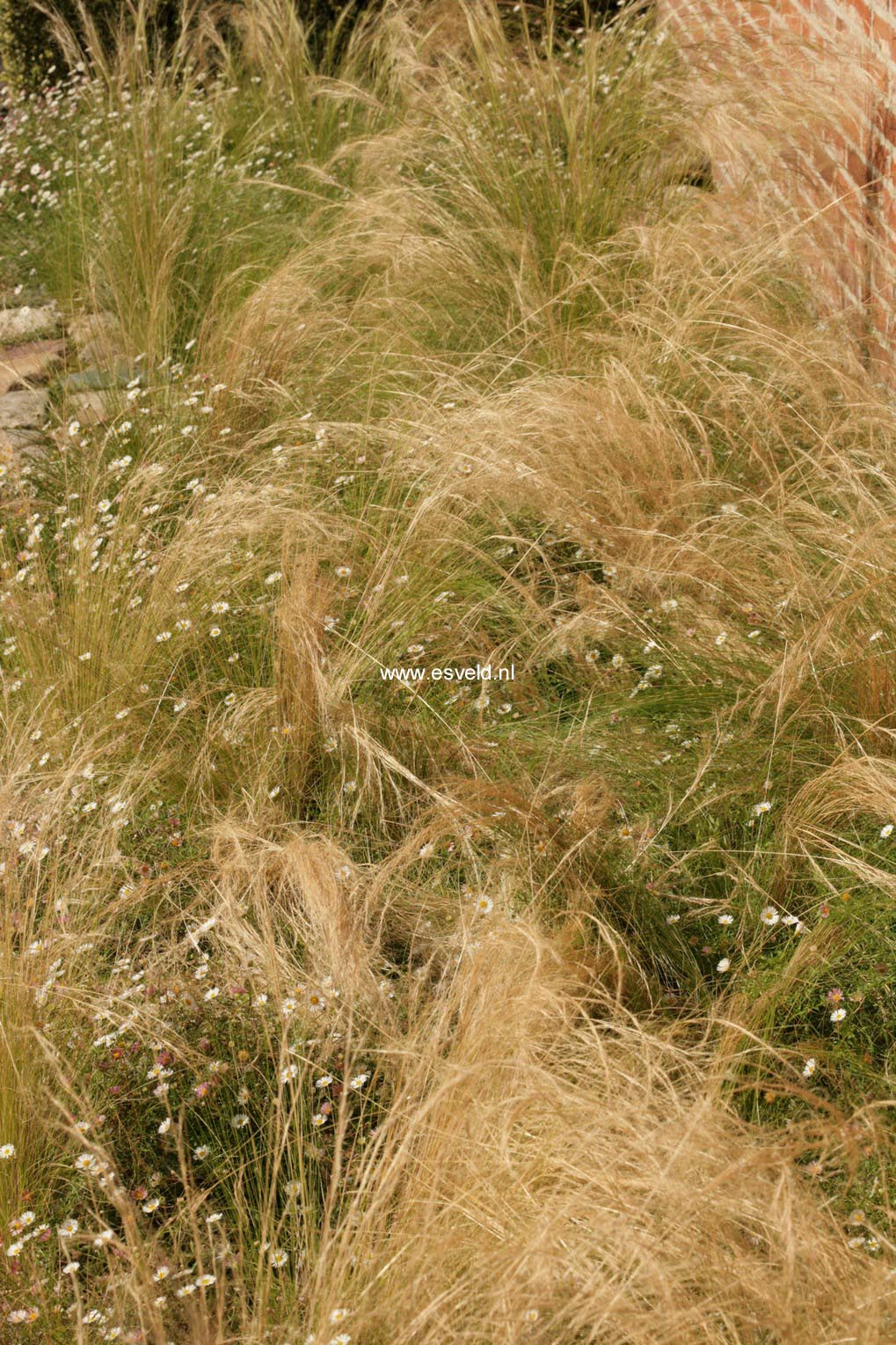 Stipa tenuifolia