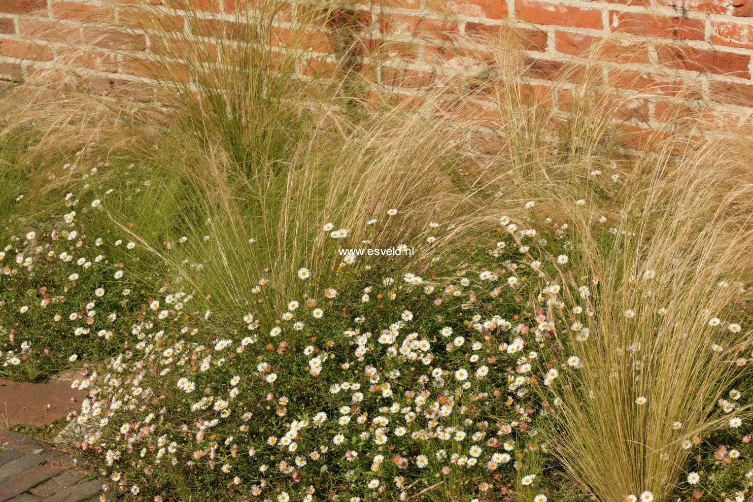 Erigeron karvinskianus