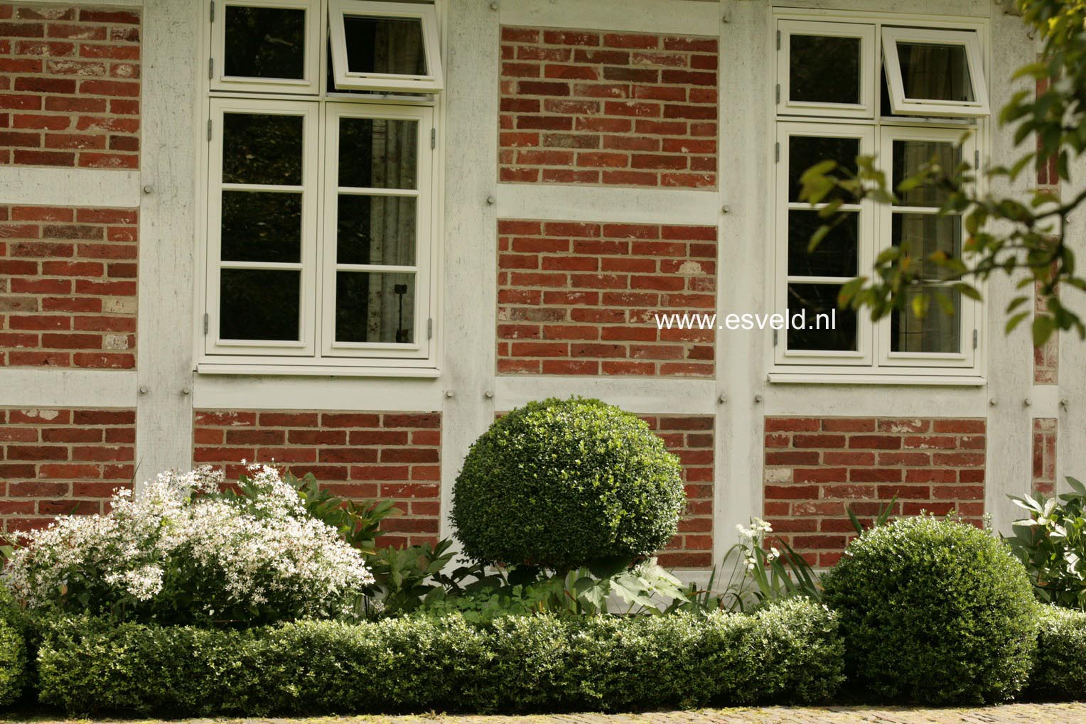 Ilex crenata