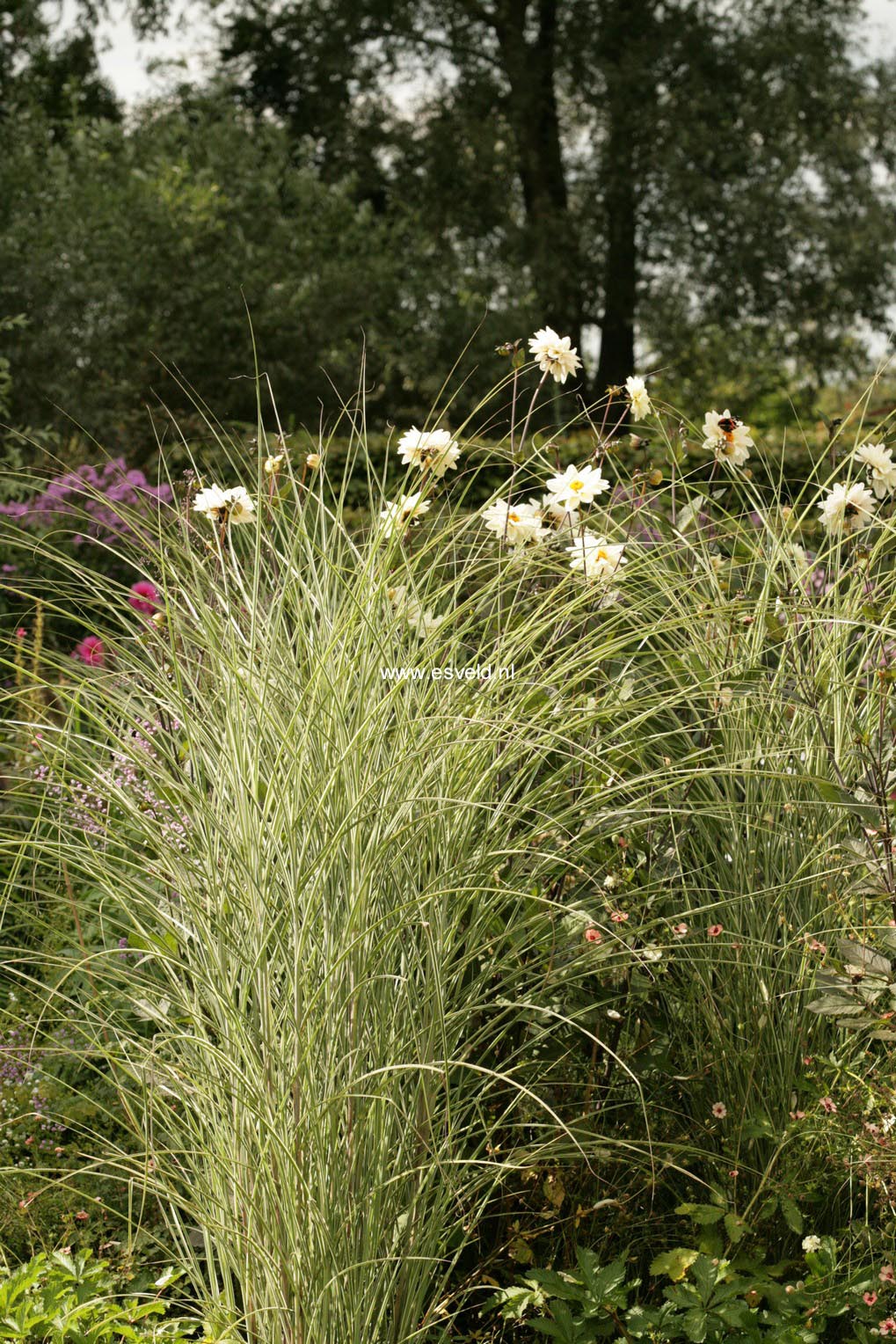 Miscanthus sinensis 'Morning Light'