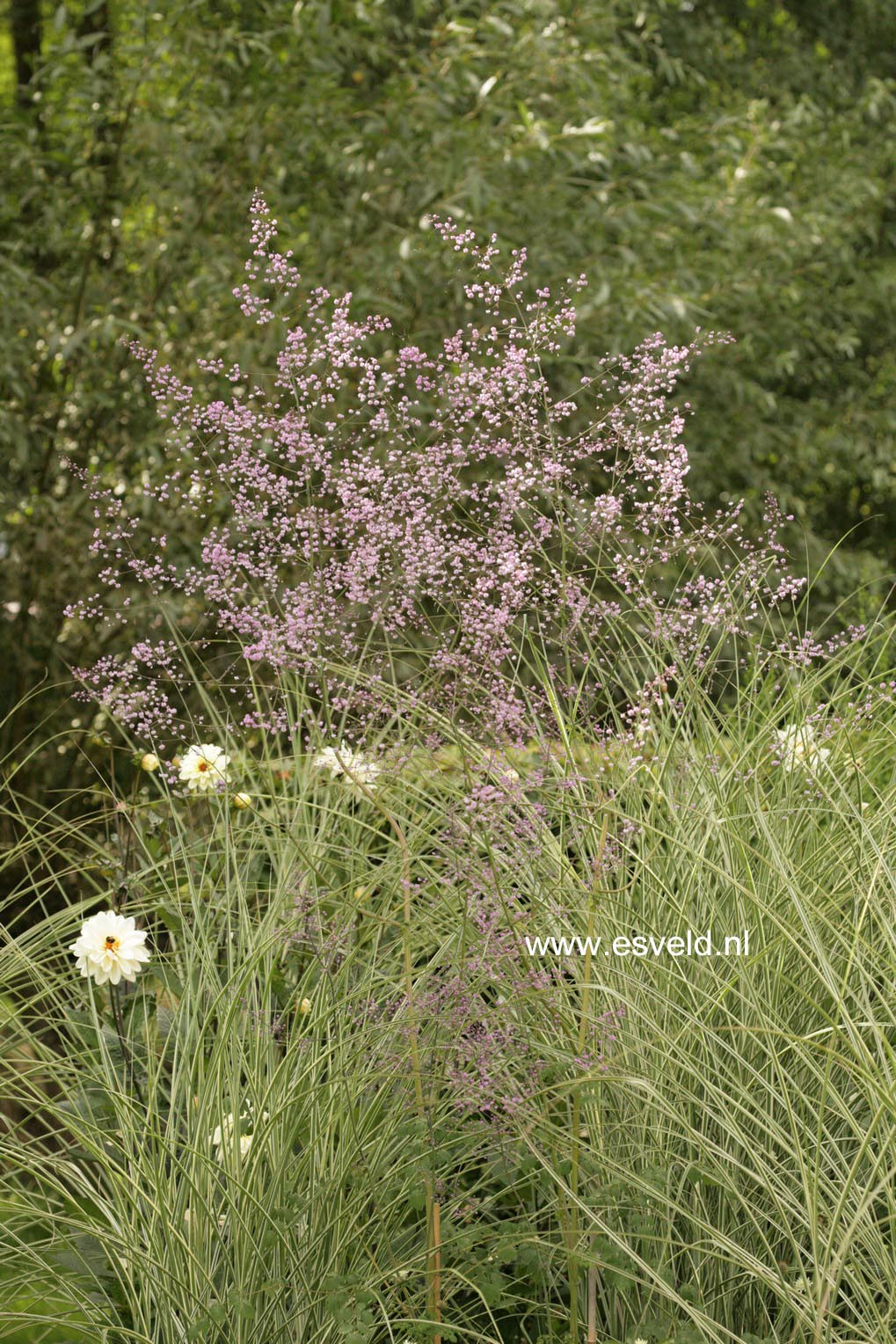 Thalictrum delavayi 'Hewitt's Double'