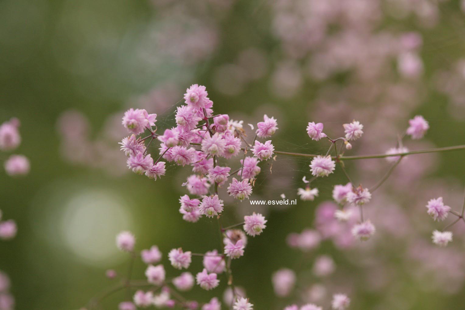 Thalictrum delavayi 'Hewitt's Double'