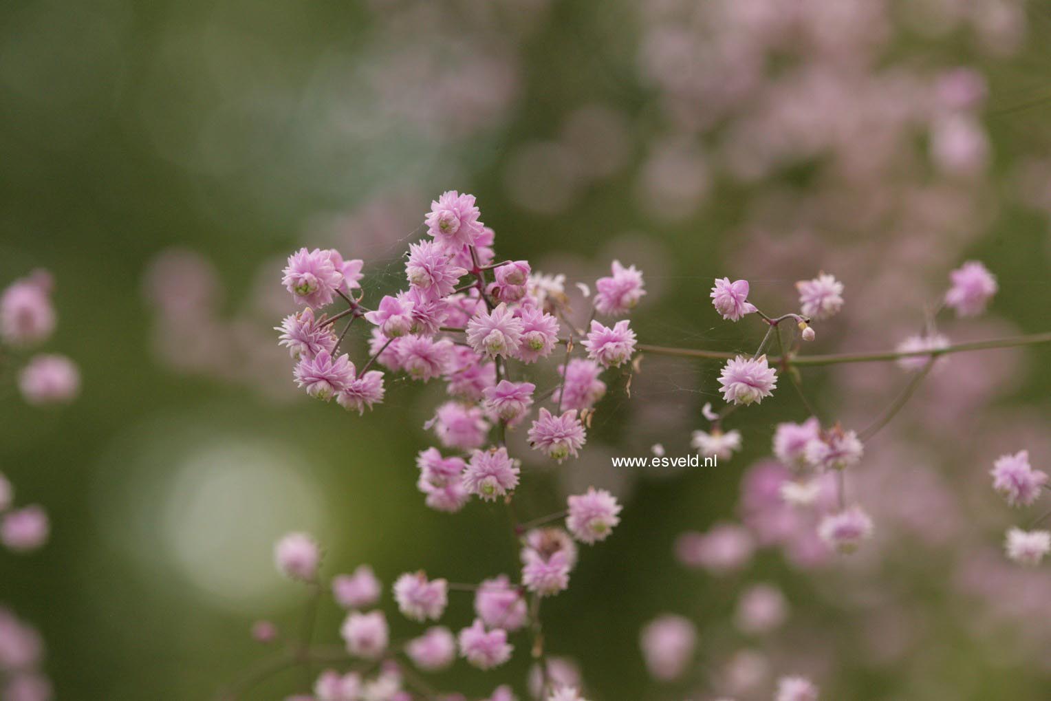 Thalictrum delavayi 'Hewitt's Double'