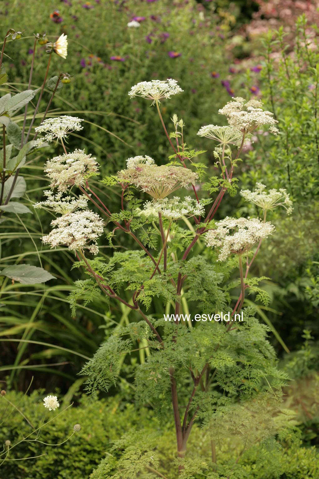 Selinum wallichianum