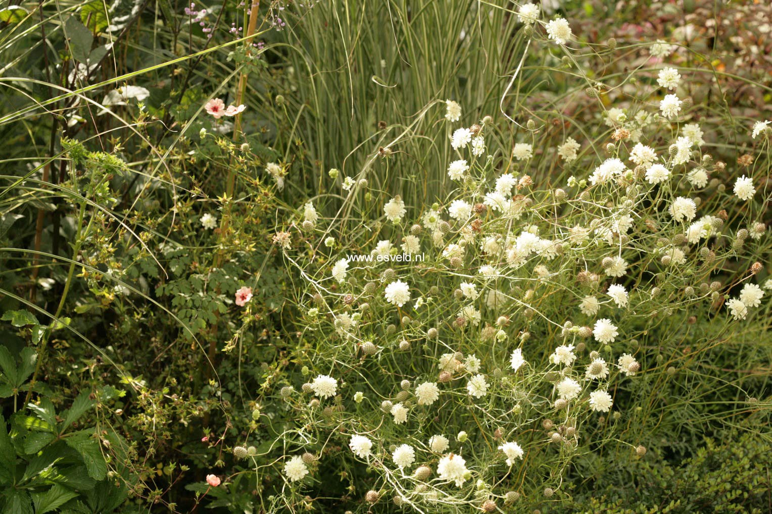 Scabiosa ochroleuca