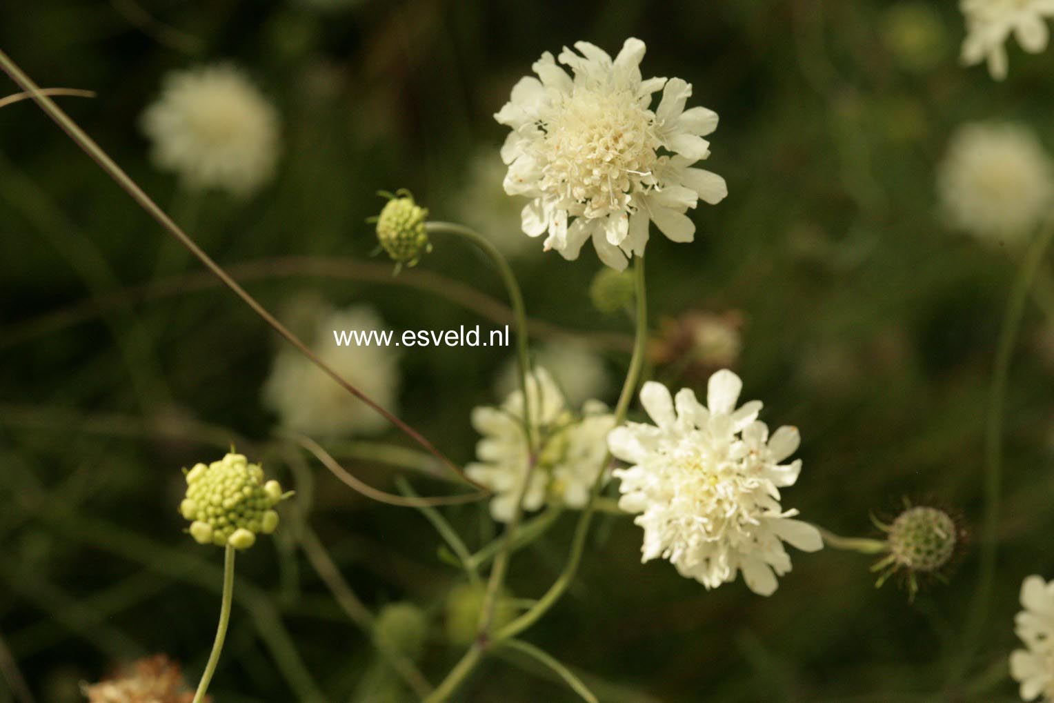 Scabiosa ochroleuca