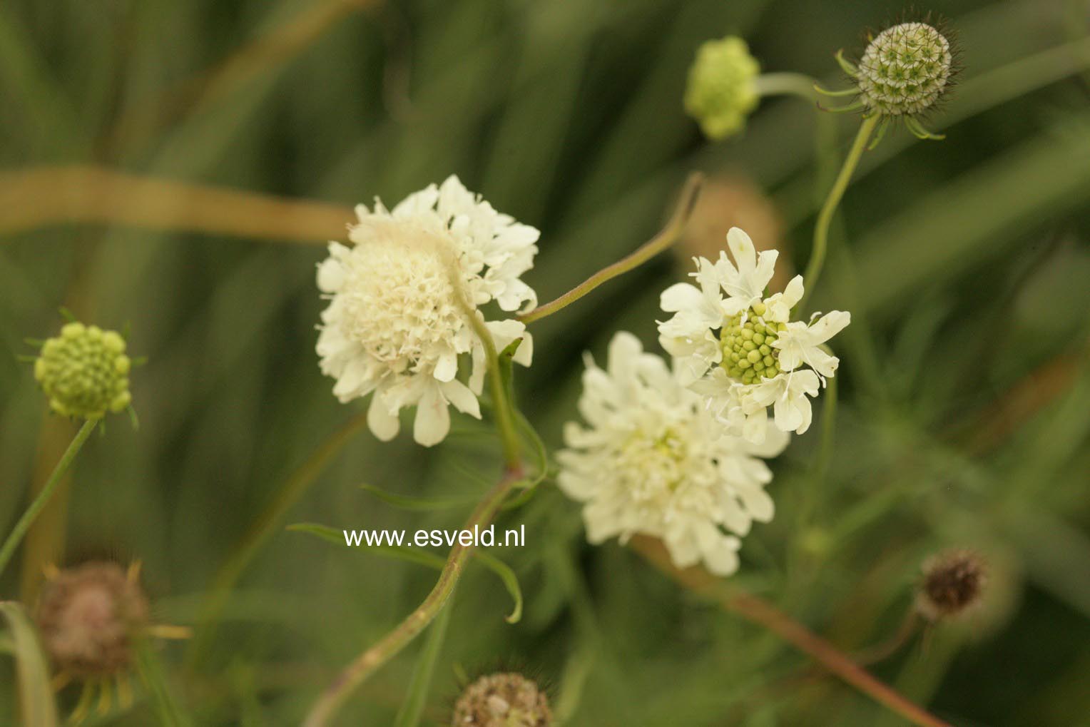 Scabiosa ochroleuca