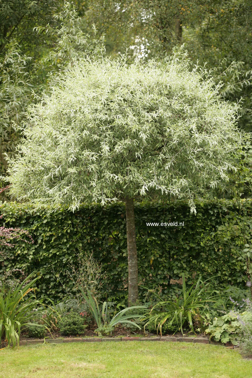 Pyrus salicifolia 'Pendula'