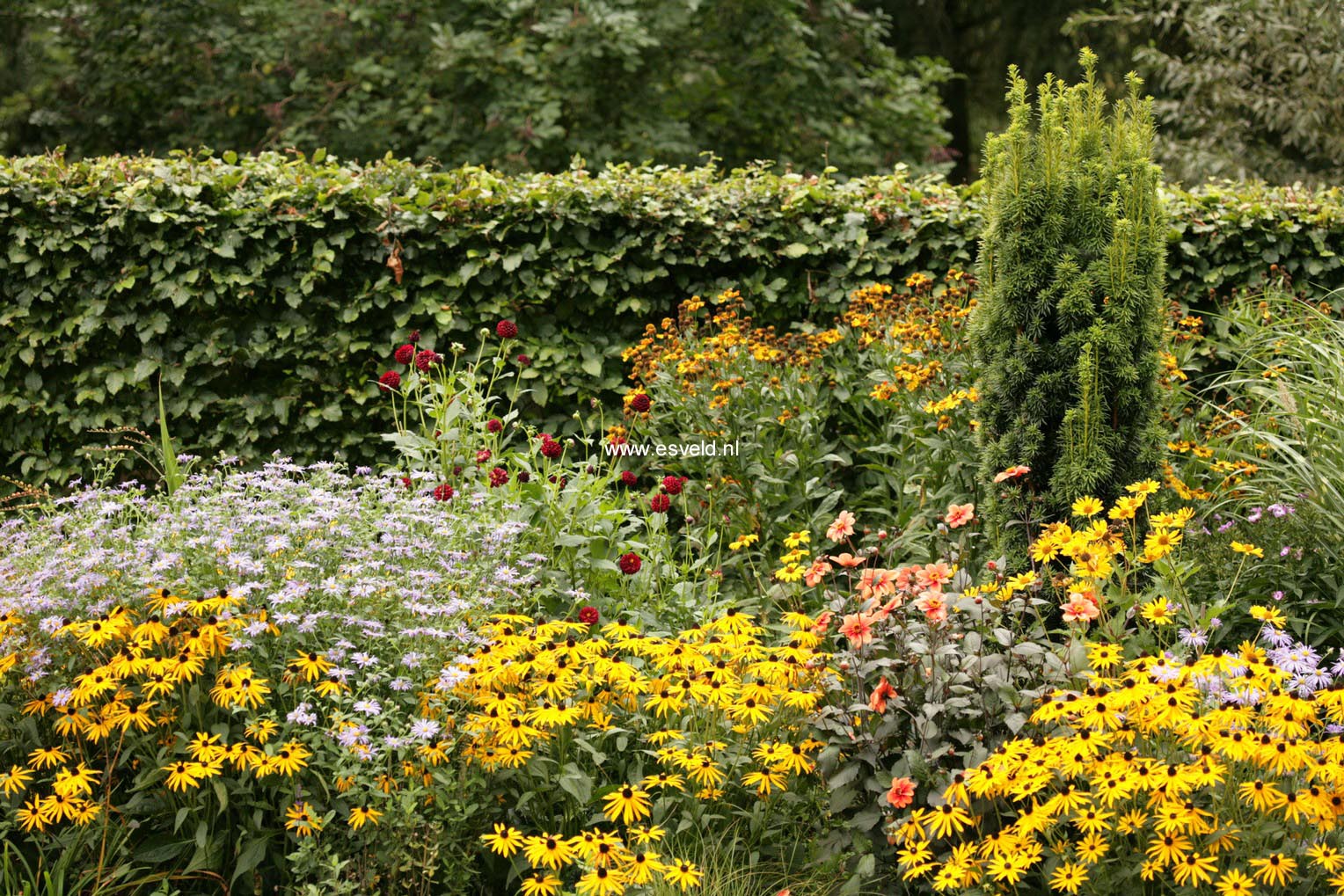 Rudbeckia fulgida 'Goldsturm'