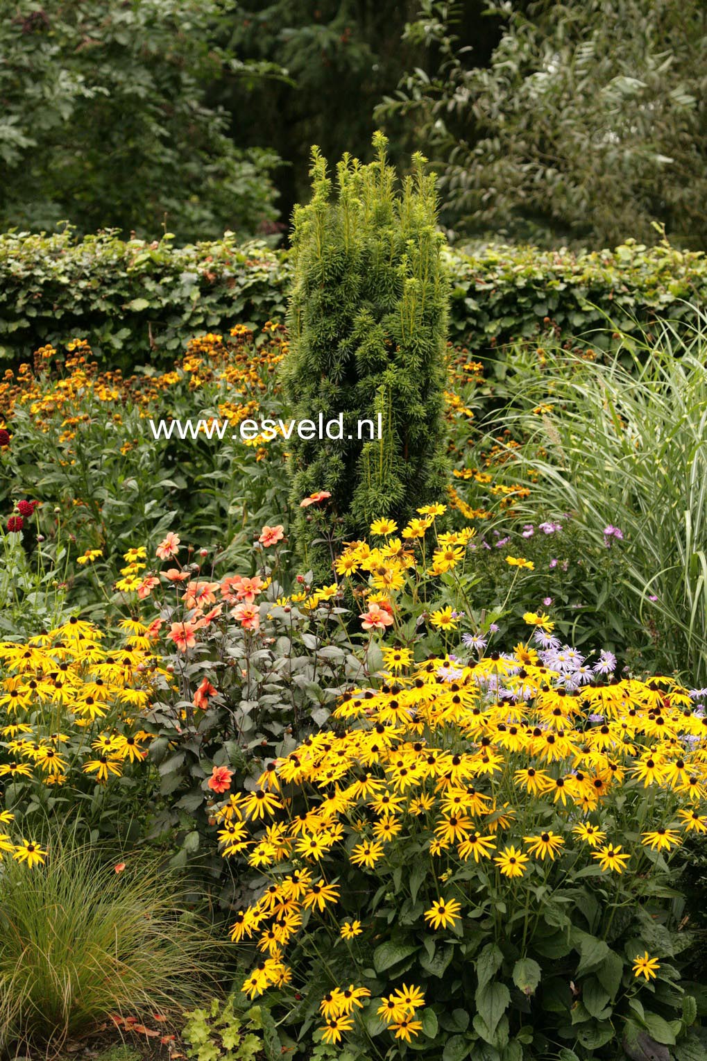 Rudbeckia fulgida 'Goldsturm'