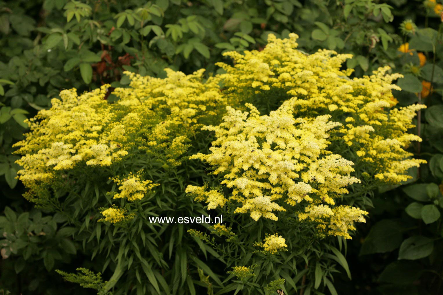 Solidago 'Strahlenkrone'