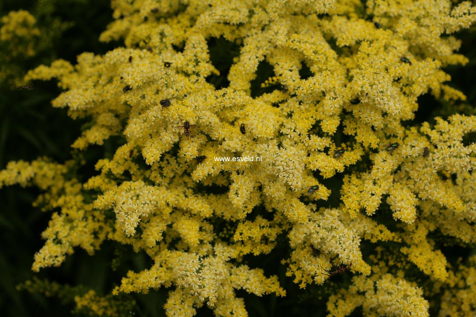 Solidago 'Strahlenkrone'