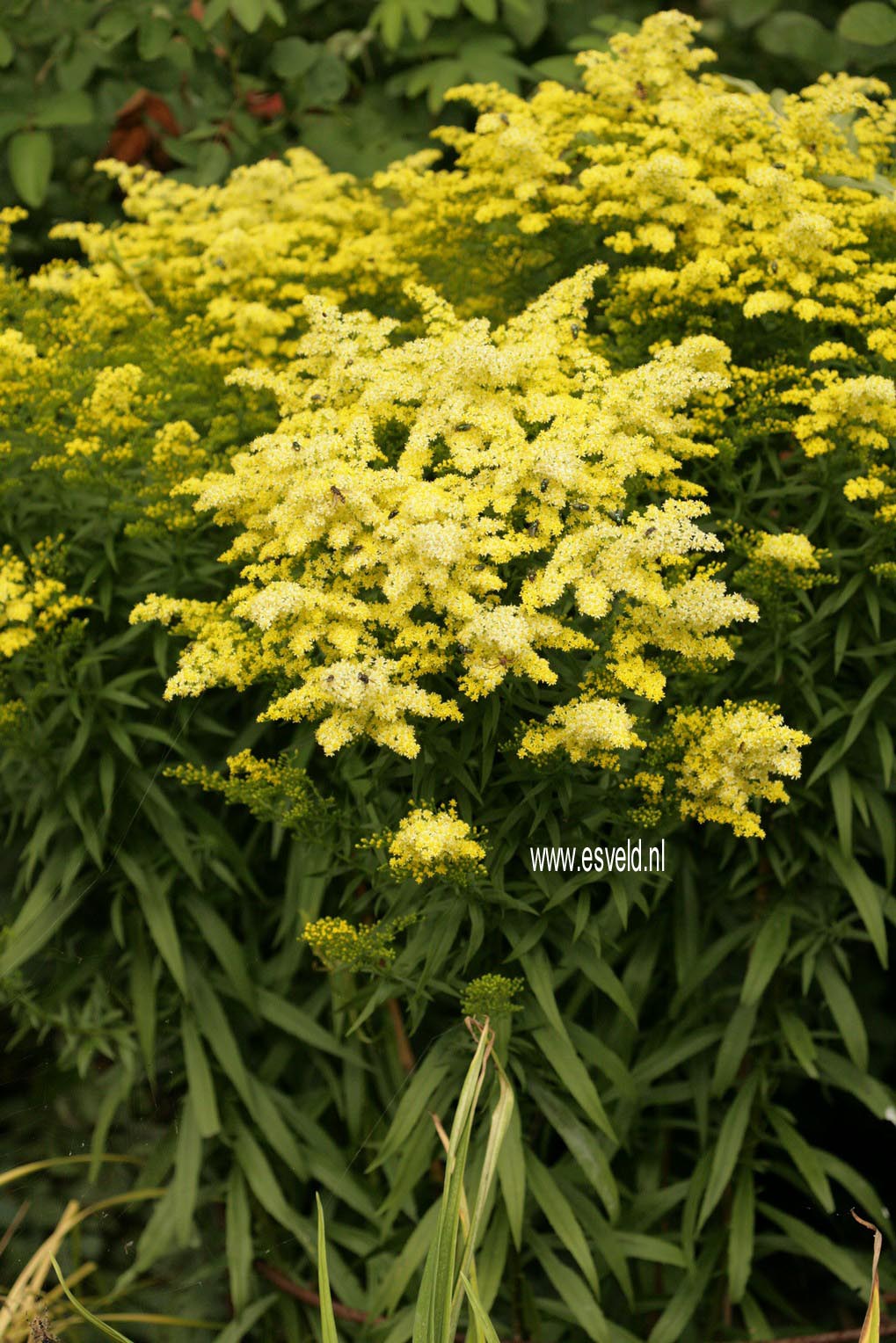 Solidago 'Strahlenkrone'