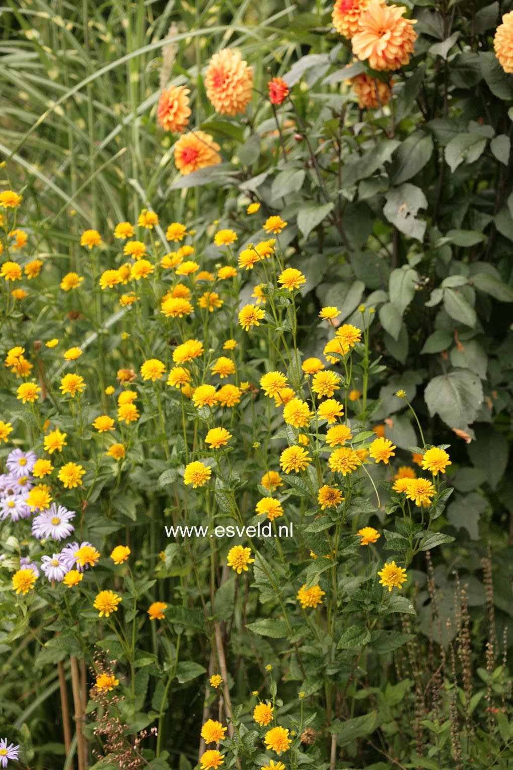 Heliopsis helianthoides 'Asahi'