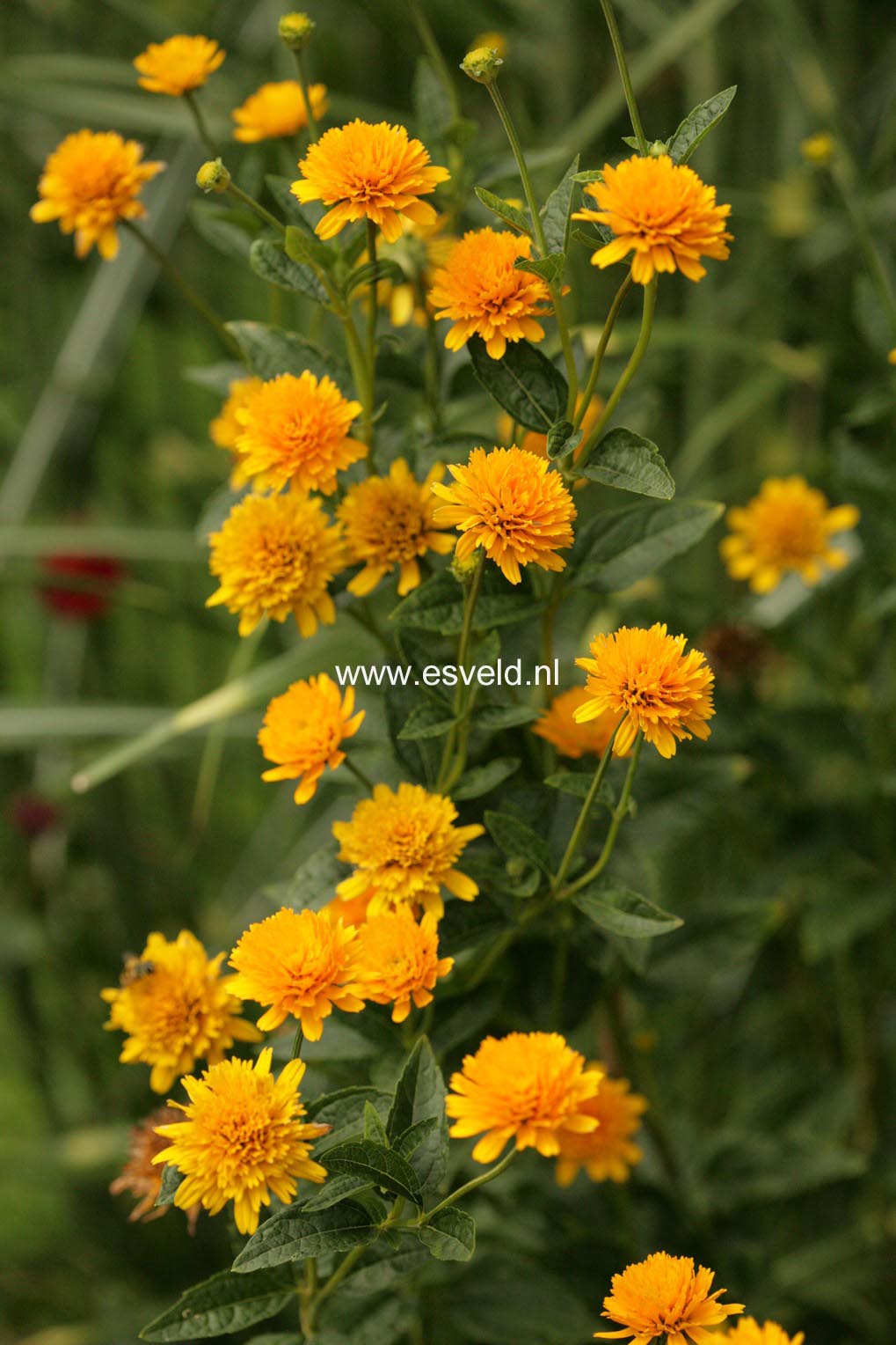 Heliopsis helianthoides 'Asahi'