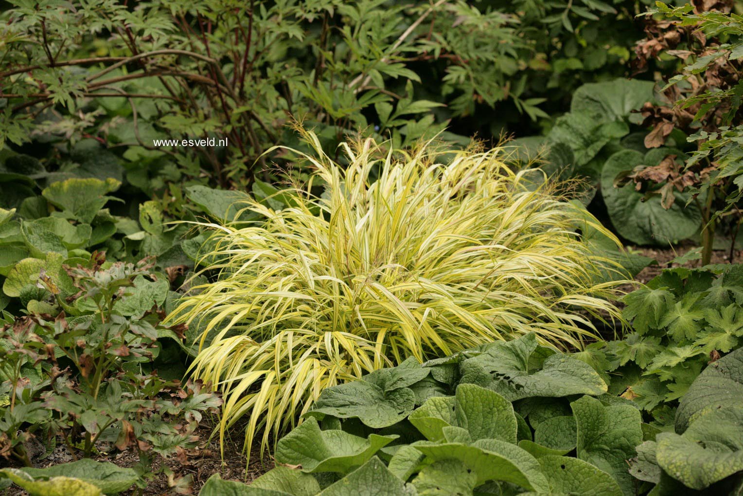 Hakonechloa macra 'Aureola'