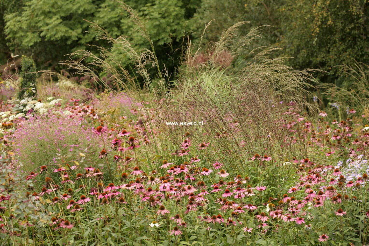 Echinacea purpurea