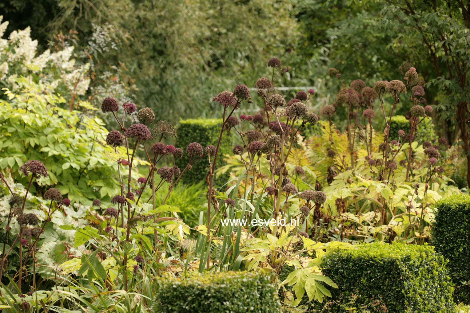 Angelica gigas