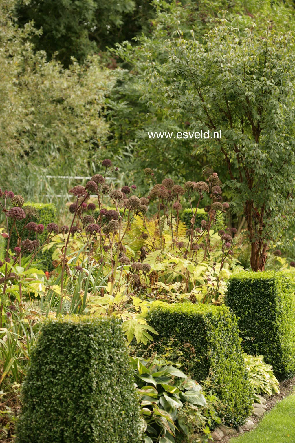 Angelica gigas