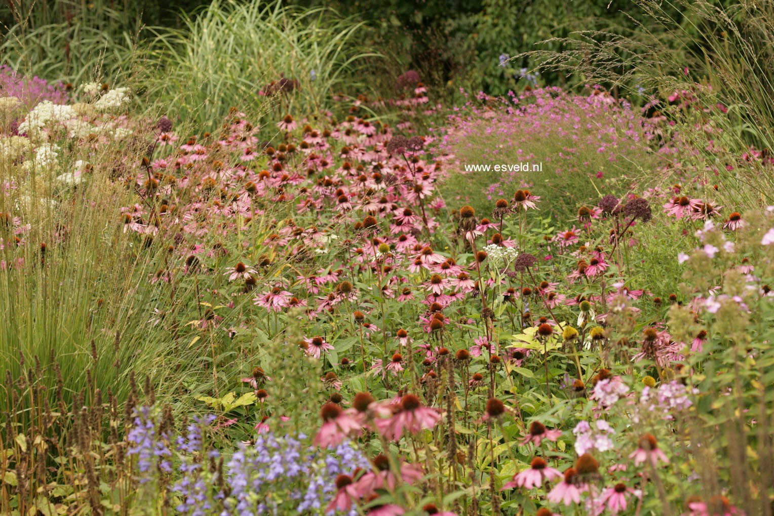 Echinacea purpurea