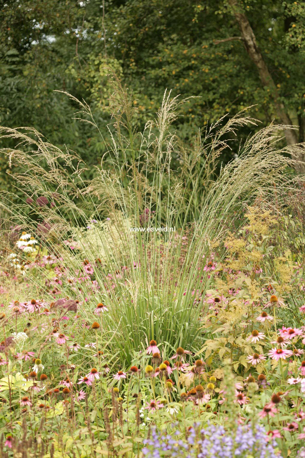 Molinia arundinacea 'Windspiel'