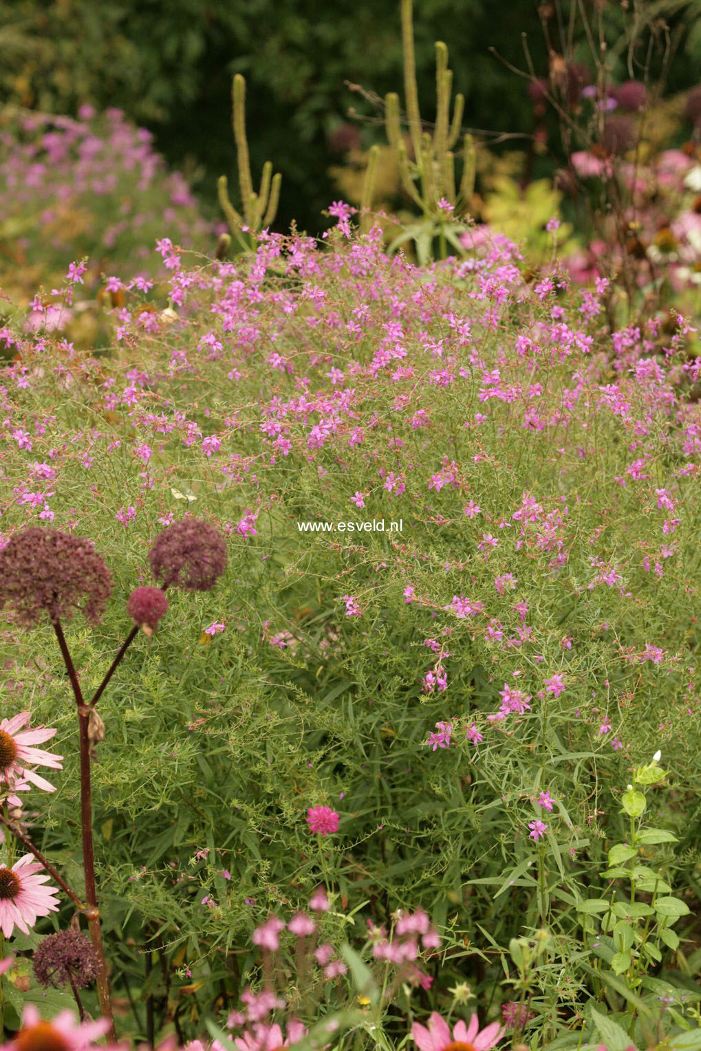 Lythrum virgatum 'Swirl'