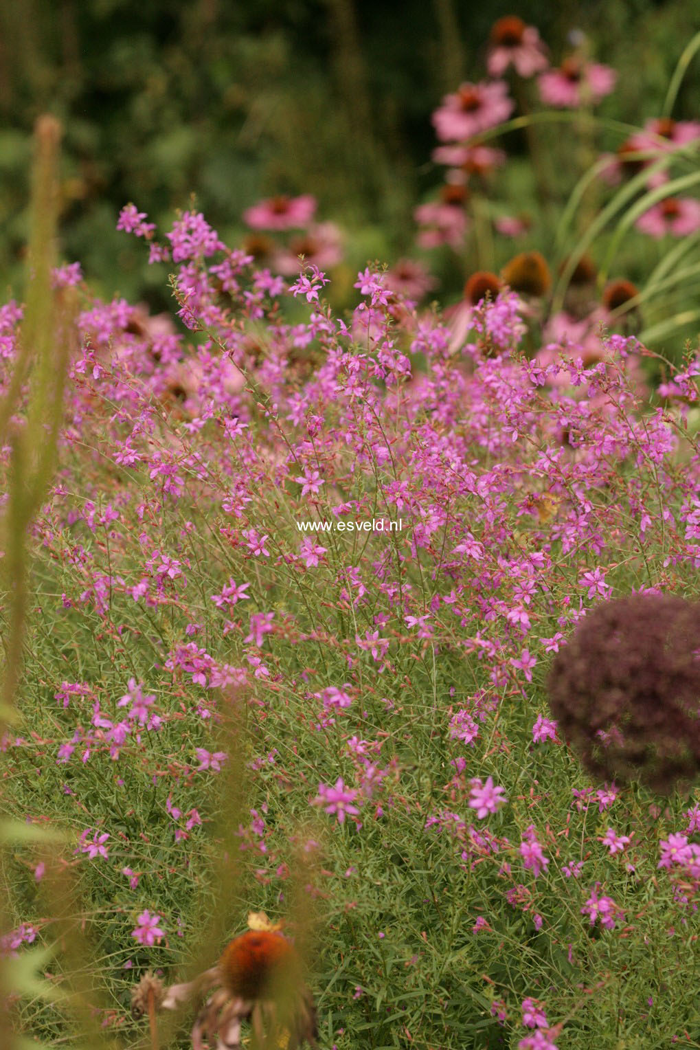 Lythrum virgatum 'Swirl'