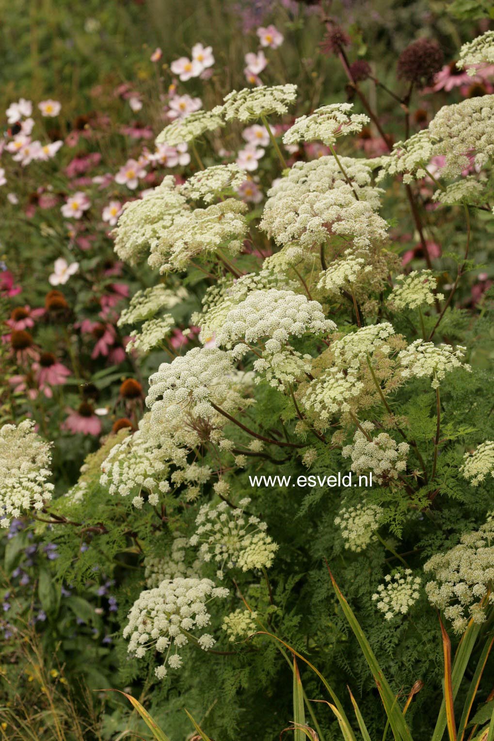 Selinum wallichianum