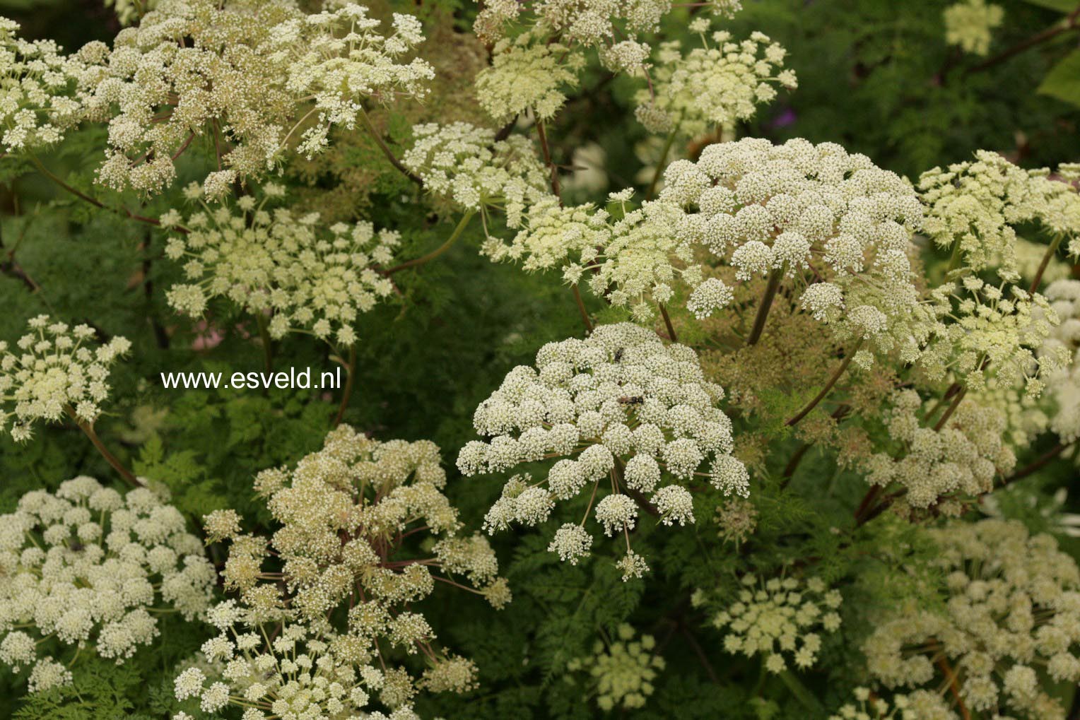 Selinum wallichianum
