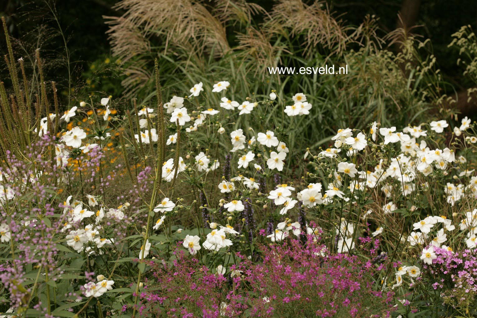 Anemone hybrida 'Honorine Jobert'