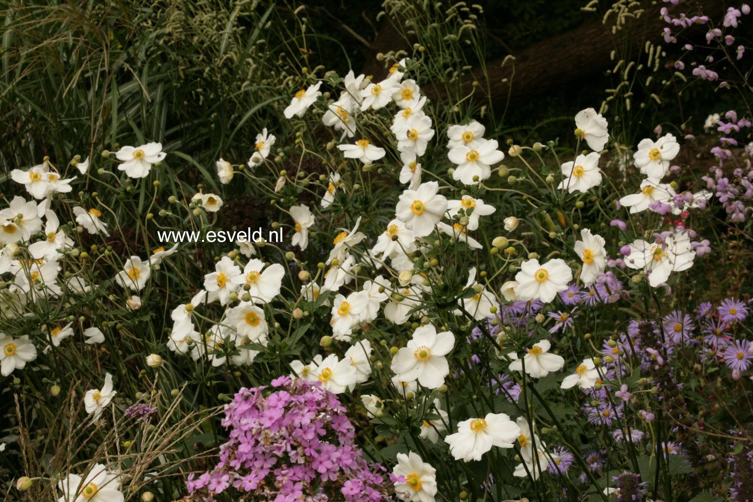 Anemone hybrida 'Honorine Jobert'