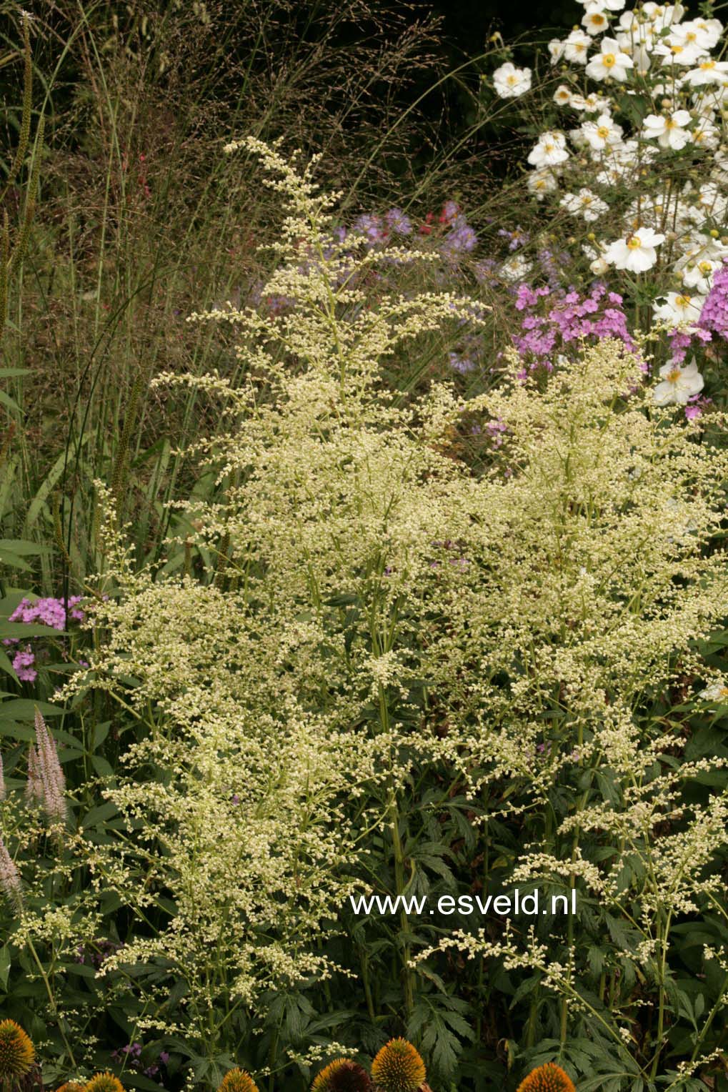 Artemisia lactiflora 'Elfenbein'