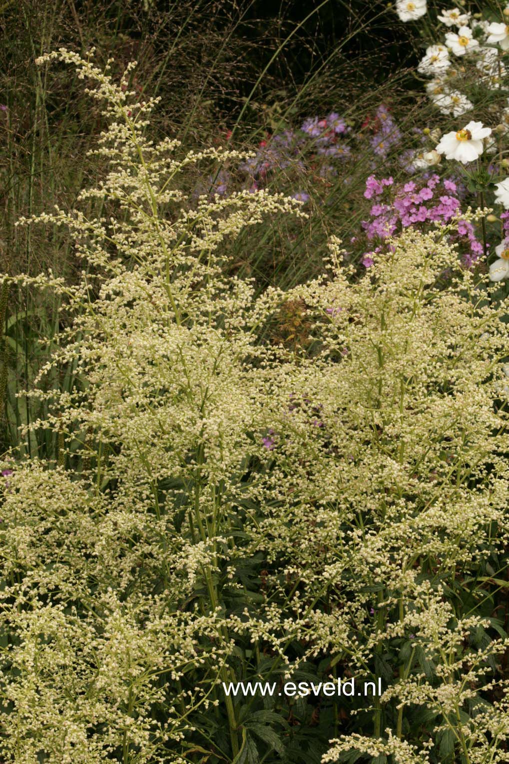 Artemisia lactiflora 'Elfenbein'