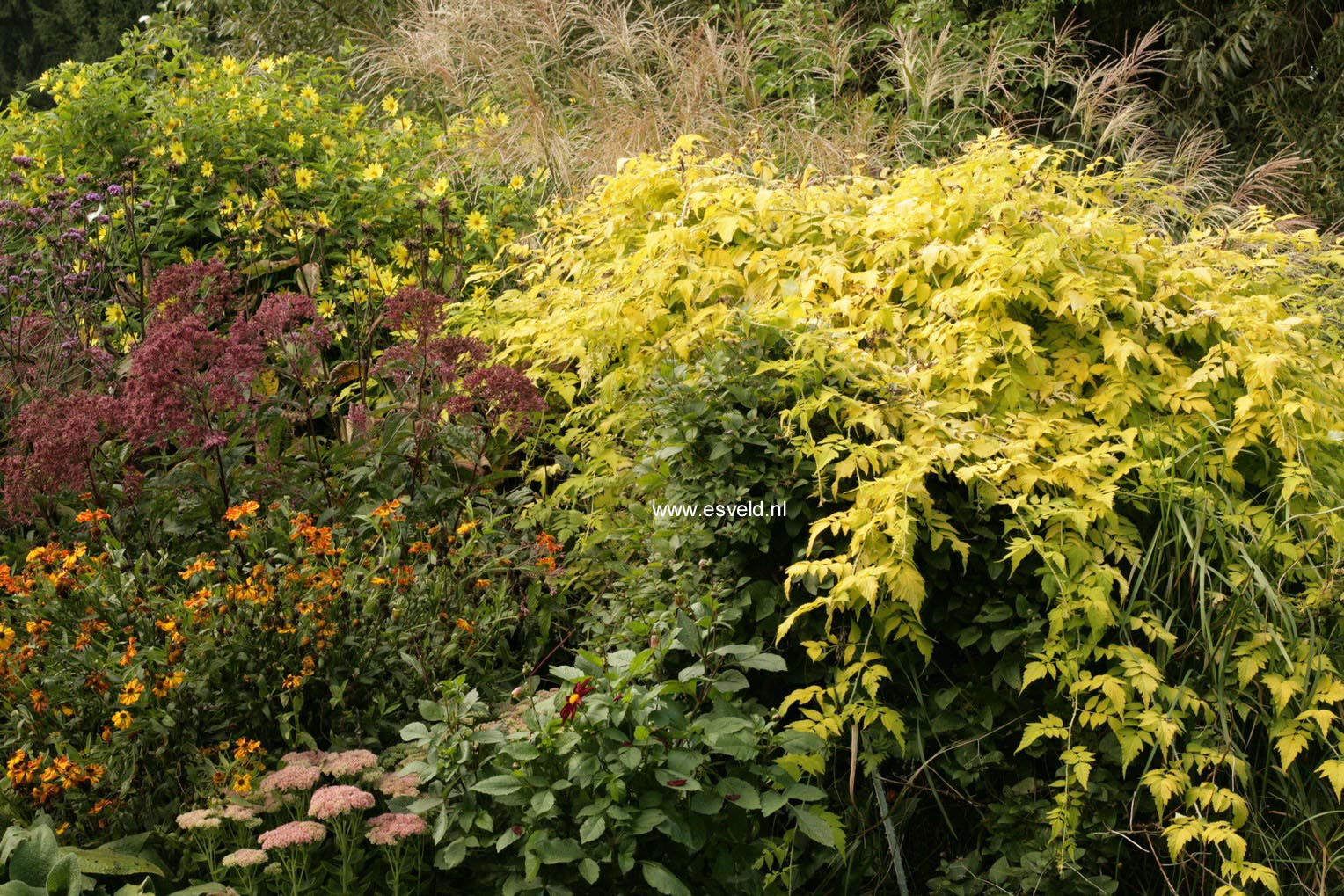 Rubus cockburnianus 'Wyego' (GOLDEN VALE)