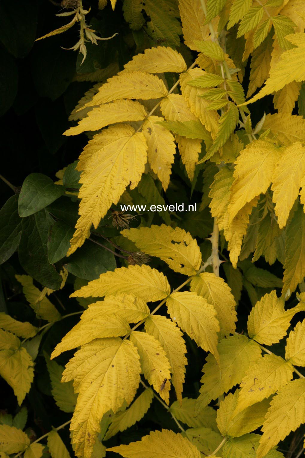 Rubus cockburnianus 'Wyego' (GOLDEN VALE)