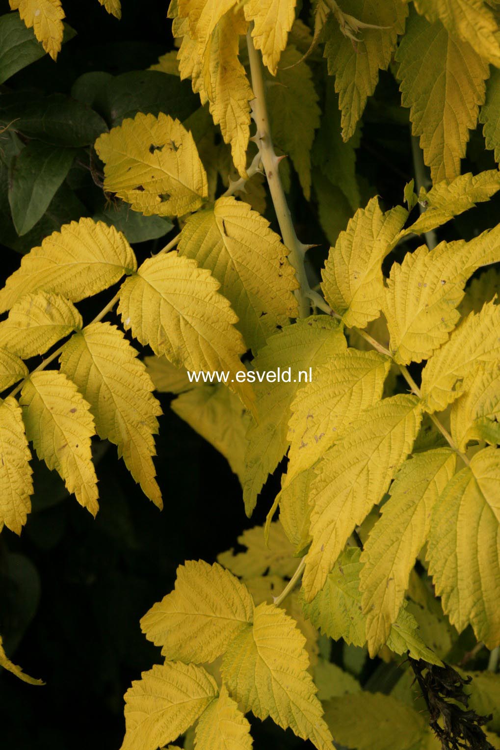 Rubus cockburnianus 'Wyego' (GOLDEN VALE)
