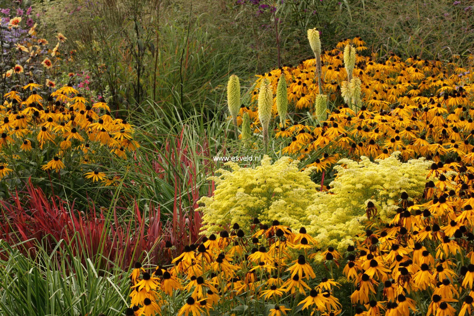 Rudbeckia fulgida 'Goldsturm'