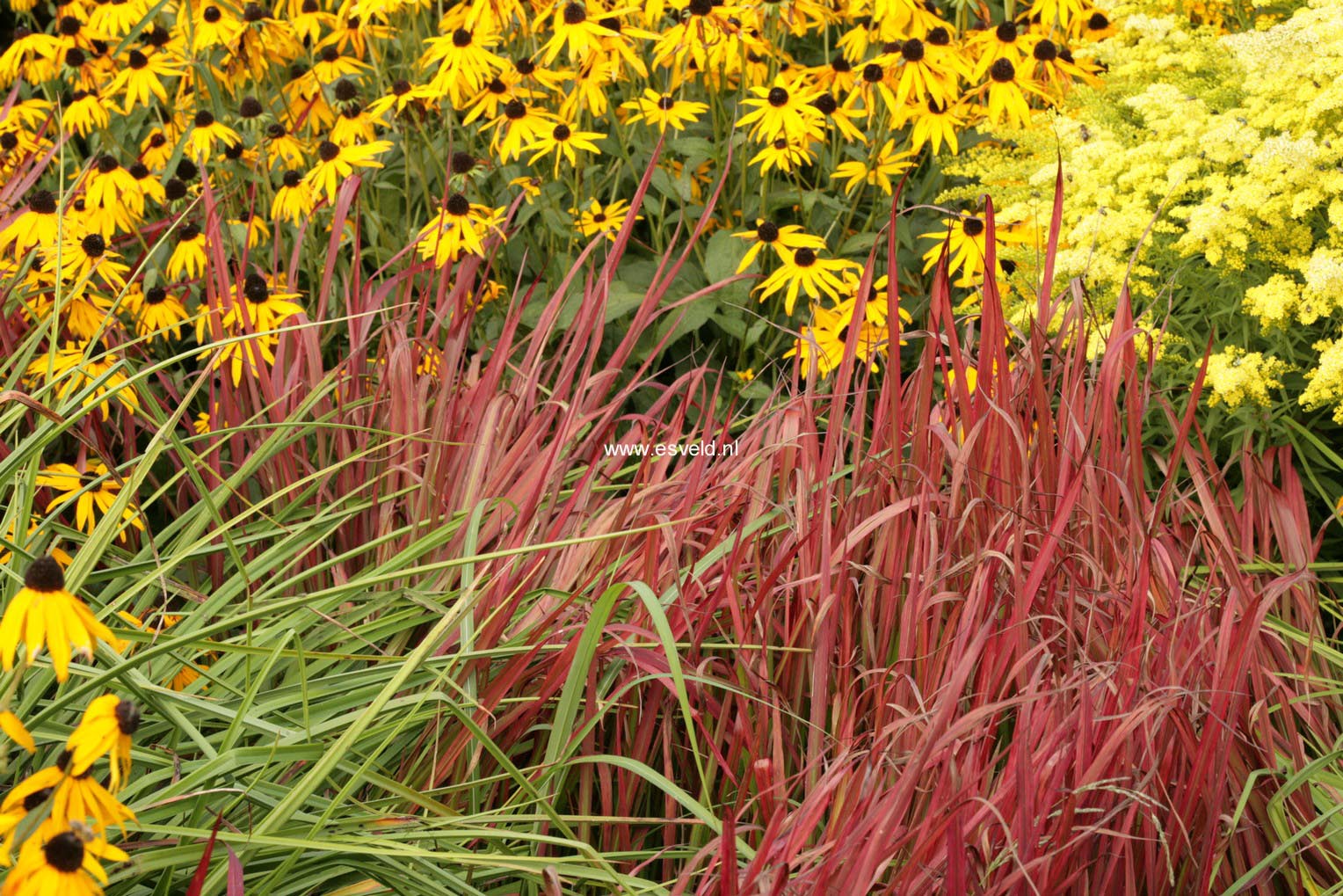 Imperata cylindrica 'Red Baron'