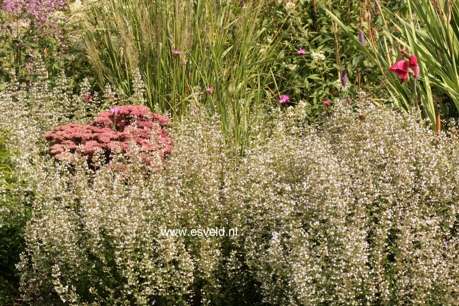 Calamintha nepeta ssp. nepeta