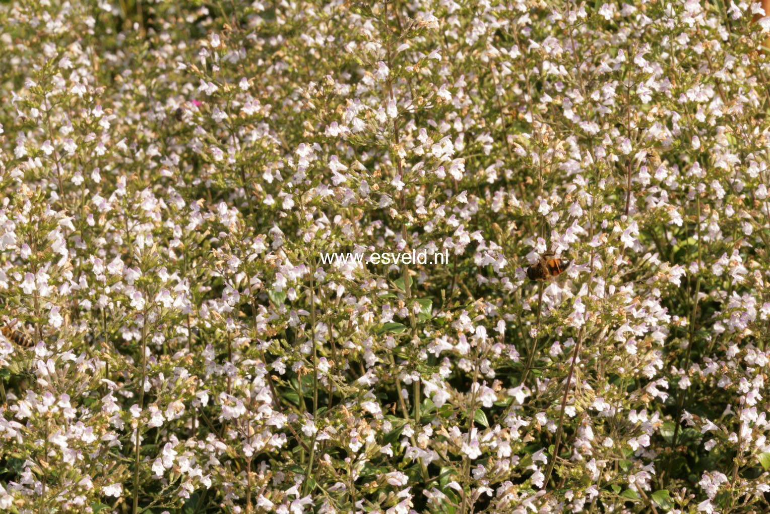 Calamintha nepeta ssp. nepeta