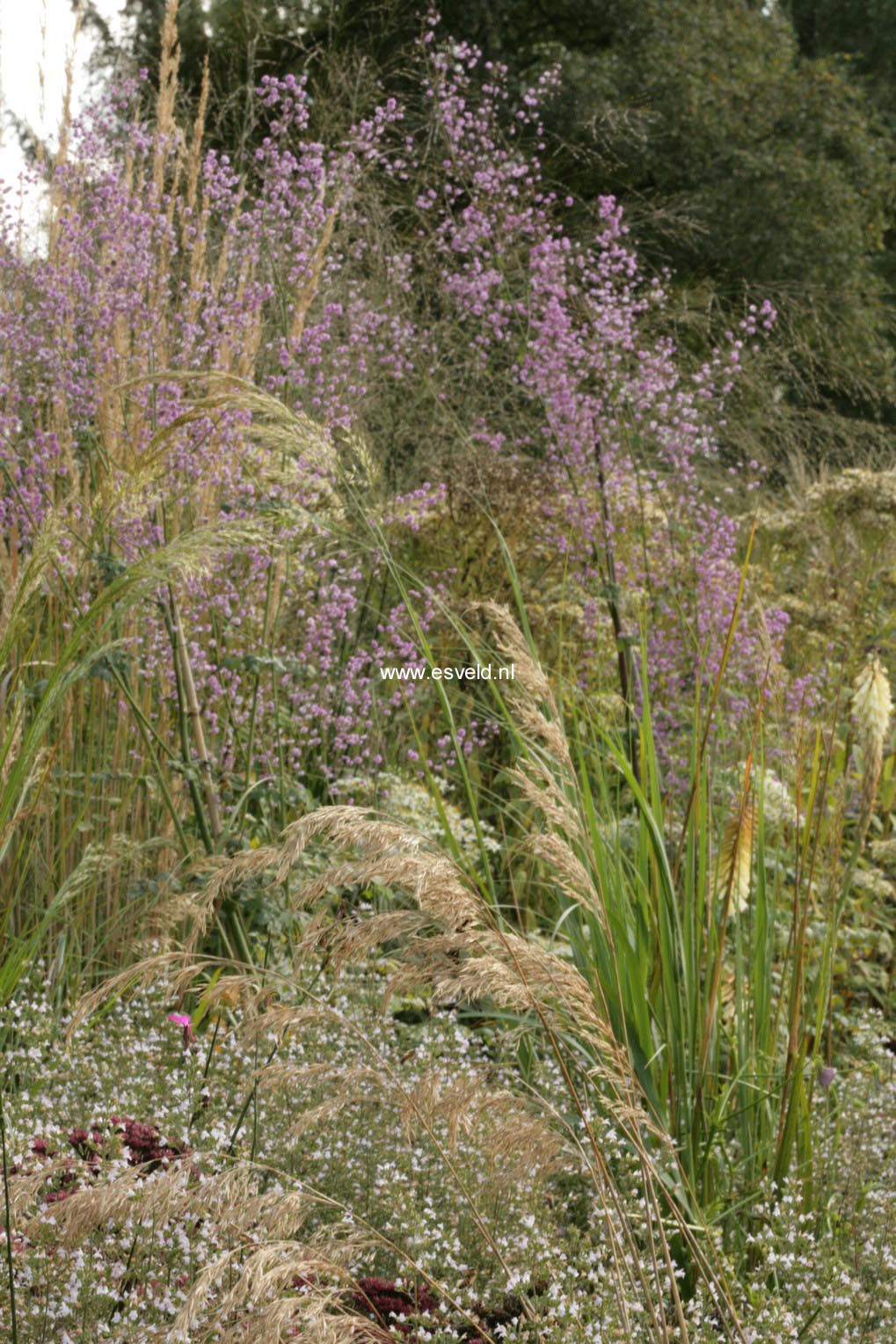 Thalictrum delavayi 'Hewitt's Double'