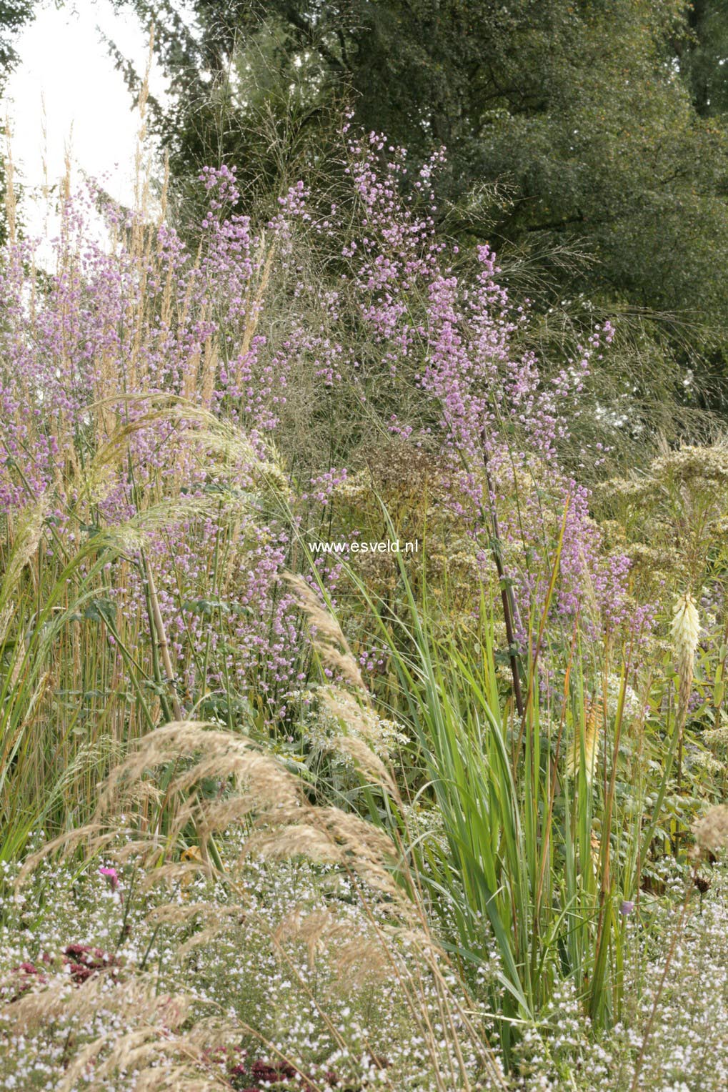 Thalictrum delavayi 'Hewitt's Double'